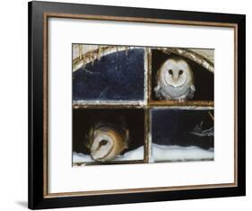 Barn Owls Looking out of a Barn Window Germany-Dietmar Nill-Framed Photographic Print