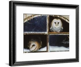 Barn Owls Looking out of a Barn Window Germany-Dietmar Nill-Framed Photographic Print