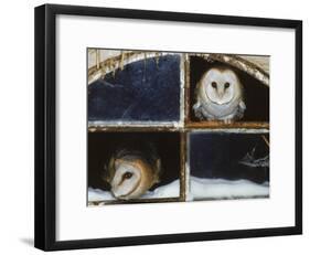 Barn Owls Looking out of a Barn Window Germany-Dietmar Nill-Framed Photographic Print