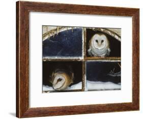 Barn Owls Looking out of a Barn Window Germany-Dietmar Nill-Framed Photographic Print