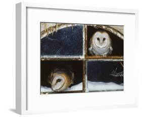 Barn Owls Looking out of a Barn Window Germany-Dietmar Nill-Framed Photographic Print