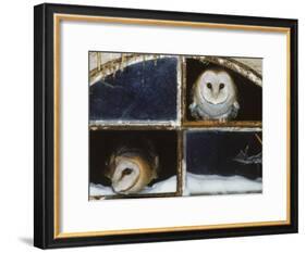 Barn Owls Looking out of a Barn Window Germany-Dietmar Nill-Framed Photographic Print