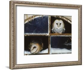 Barn Owls Looking out of a Barn Window Germany-Dietmar Nill-Framed Photographic Print