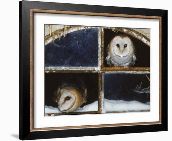 Barn Owls Looking out of a Barn Window Germany-Dietmar Nill-Framed Photographic Print