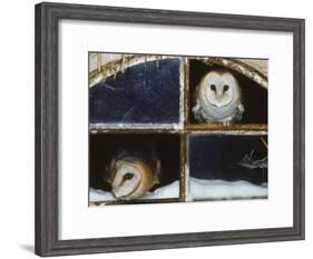 Barn Owls Looking out of a Barn Window Germany-Dietmar Nill-Framed Photographic Print