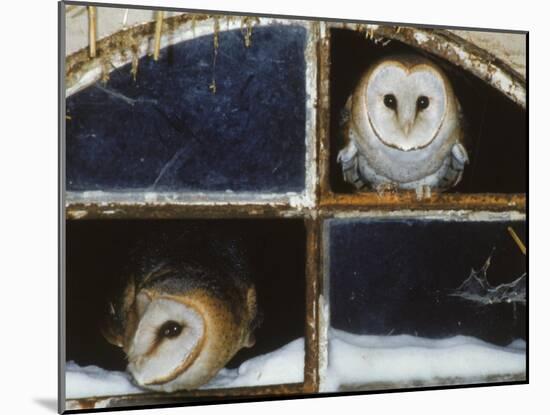 Barn Owls Looking out of a Barn Window Germany-Dietmar Nill-Mounted Photographic Print