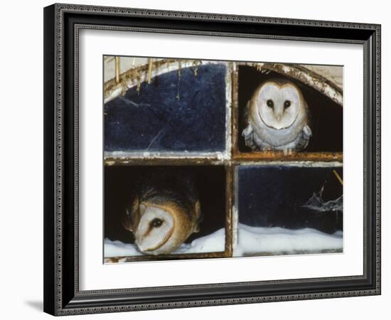 Barn Owls Looking out of a Barn Window Germany-Dietmar Nill-Framed Photographic Print