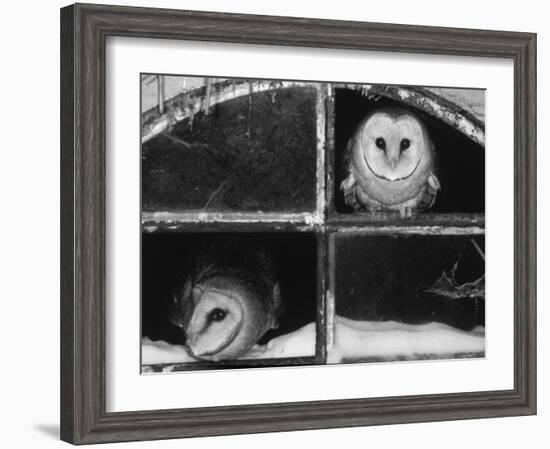 Barn Owls Looking out of a Barn Window Germany-Dietmar Nill-Framed Photographic Print