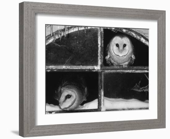 Barn Owls Looking out of a Barn Window Germany-Dietmar Nill-Framed Photographic Print