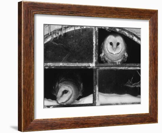 Barn Owls Looking out of a Barn Window Germany-Dietmar Nill-Framed Photographic Print