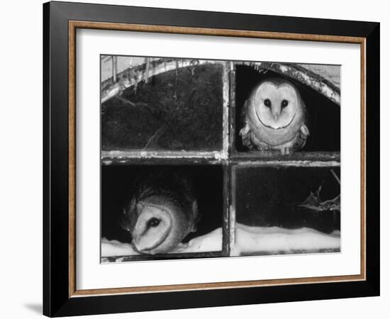 Barn Owls Looking out of a Barn Window Germany-Dietmar Nill-Framed Photographic Print