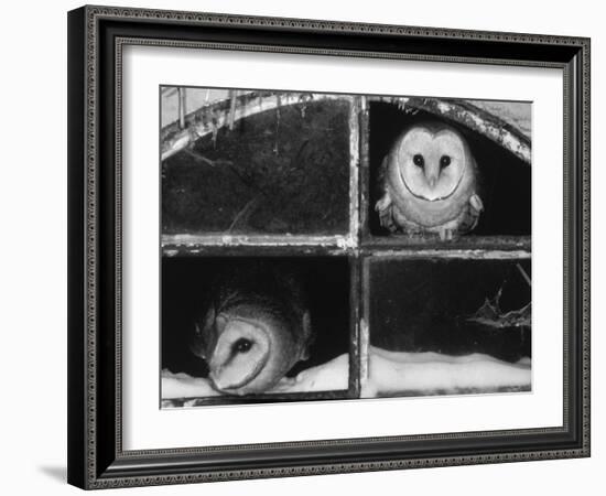 Barn Owls Looking out of a Barn Window Germany-Dietmar Nill-Framed Photographic Print