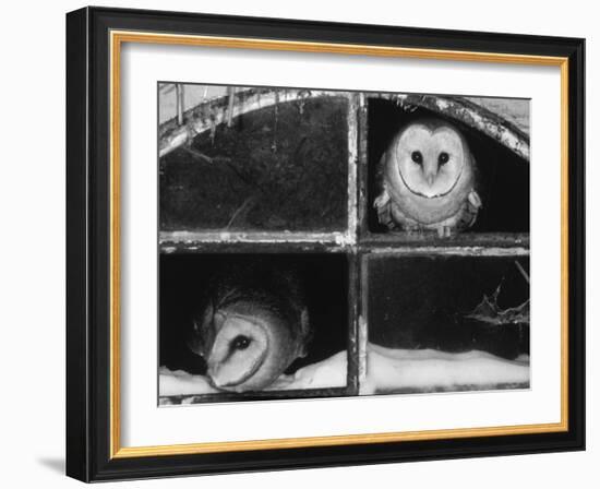 Barn Owls Looking out of a Barn Window Germany-Dietmar Nill-Framed Photographic Print