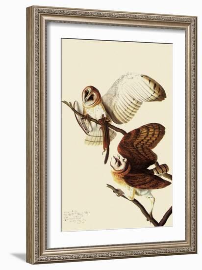 Barn Owls-John James Audubon-Framed Giclee Print