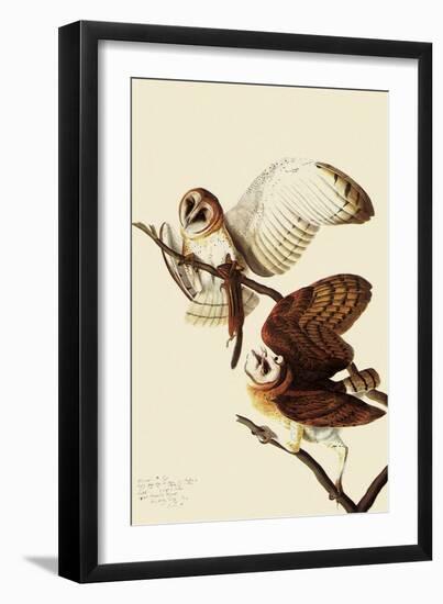Barn Owls-John James Audubon-Framed Giclee Print