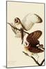 Barn Owls-John James Audubon-Mounted Giclee Print