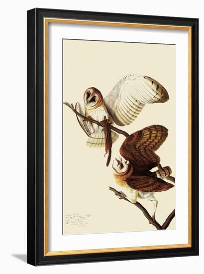 Barn Owls-John James Audubon-Framed Giclee Print