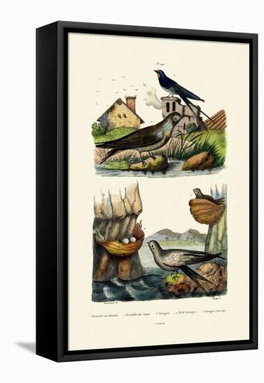 Barn Swallow, 1833-39-null-Framed Premier Image Canvas