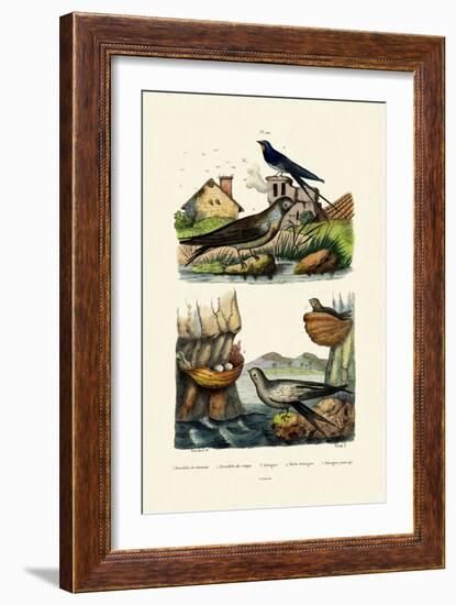 Barn Swallow, 1833-39-null-Framed Giclee Print