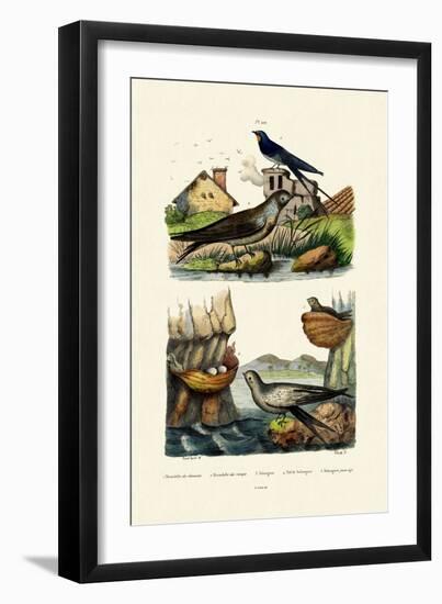 Barn Swallow, 1833-39-null-Framed Giclee Print