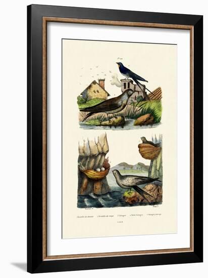 Barn Swallow, 1833-39-null-Framed Giclee Print