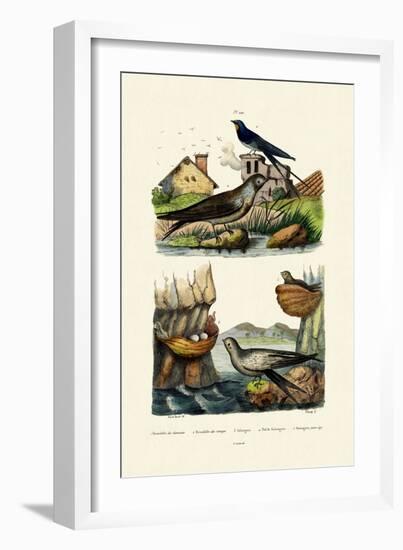 Barn Swallow, 1833-39-null-Framed Giclee Print