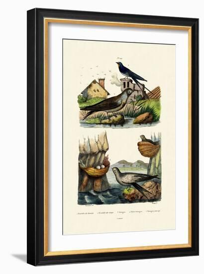 Barn Swallow, 1833-39-null-Framed Giclee Print