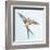 Barn Swallow Flight I-Sue Schlabach-Framed Art Print