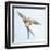 Barn Swallow Flight I-Sue Schlabach-Framed Art Print