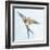 Barn Swallow Flight I-Sue Schlabach-Framed Art Print