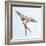 Barn Swallow Flight I-Sue Schlabach-Framed Art Print