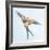 Barn Swallow Flight I-Sue Schlabach-Framed Art Print