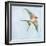 Barn Swallow Flight II-Sue Schlabach-Framed Art Print