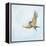 Barn Swallow Flight III-Sue Schlabach-Framed Stretched Canvas