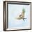 Barn Swallow Flight III-Sue Schlabach-Framed Art Print