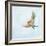 Barn Swallow Flight III-Sue Schlabach-Framed Art Print