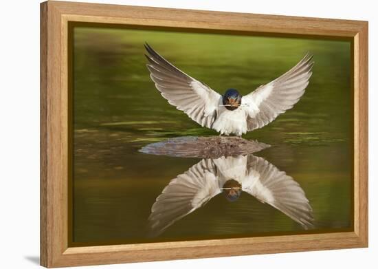 Barn Swallow (Hirundo Rustica) Alighting at Pond, Collecting Material for Nest Building, UK-Mark Hamblin-Framed Premier Image Canvas