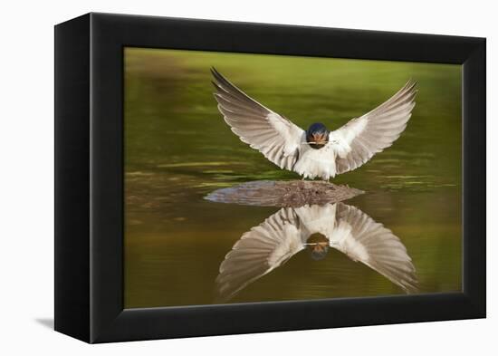 Barn Swallow (Hirundo Rustica) Alighting at Pond, Collecting Material for Nest Building, UK-Mark Hamblin-Framed Premier Image Canvas