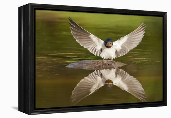 Barn Swallow (Hirundo Rustica) Alighting at Pond, Collecting Material for Nest Building, UK-Mark Hamblin-Framed Premier Image Canvas