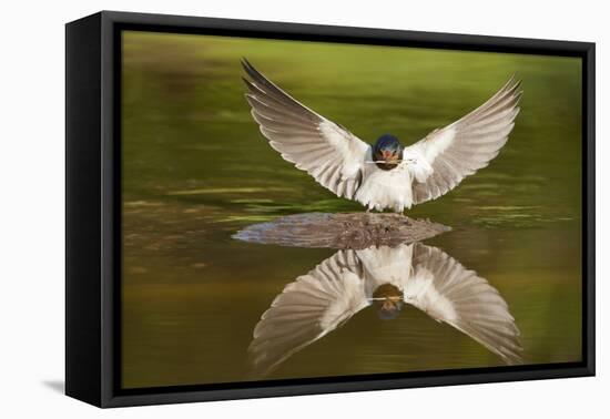 Barn Swallow (Hirundo Rustica) Alighting at Pond, Collecting Material for Nest Building, UK-Mark Hamblin-Framed Premier Image Canvas