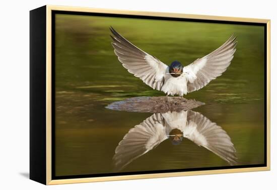 Barn Swallow (Hirundo Rustica) Alighting at Pond, Collecting Material for Nest Building, UK-Mark Hamblin-Framed Premier Image Canvas