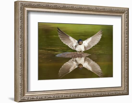 Barn Swallow (Hirundo Rustica) Alighting at Pond, Collecting Material for Nest Building, UK-Mark Hamblin-Framed Photographic Print