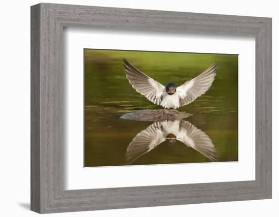 Barn Swallow (Hirundo Rustica) Alighting at Pond, Collecting Material for Nest Building, UK-Mark Hamblin-Framed Photographic Print