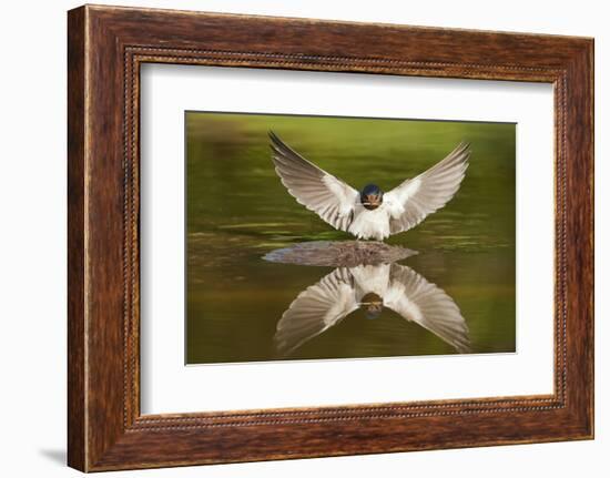 Barn Swallow (Hirundo Rustica) Alighting at Pond, Collecting Material for Nest Building, UK-Mark Hamblin-Framed Photographic Print