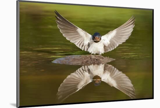 Barn Swallow (Hirundo Rustica) Alighting at Pond, Collecting Material for Nest Building, UK-Mark Hamblin-Mounted Photographic Print