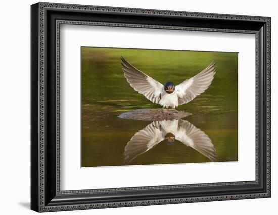 Barn Swallow (Hirundo Rustica) Alighting at Pond, Collecting Material for Nest Building, UK-Mark Hamblin-Framed Photographic Print