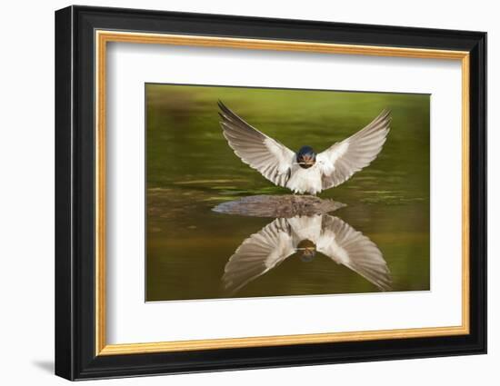 Barn Swallow (Hirundo Rustica) Alighting at Pond, Collecting Material for Nest Building, UK-Mark Hamblin-Framed Photographic Print