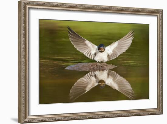 Barn Swallow (Hirundo Rustica) Alighting at Pond, Collecting Material for Nest Building, UK-Mark Hamblin-Framed Photographic Print