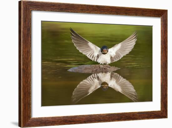 Barn Swallow (Hirundo Rustica) Alighting at Pond, Collecting Material for Nest Building, UK-Mark Hamblin-Framed Photographic Print