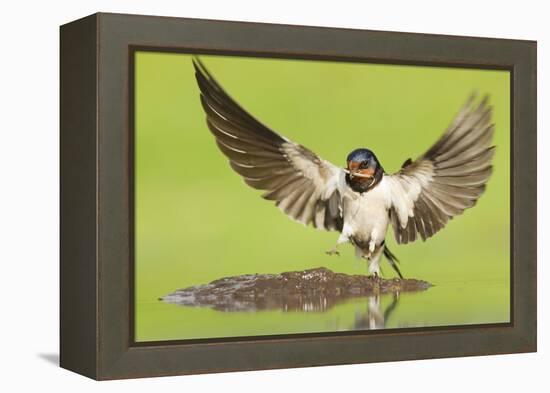 Barn Swallow (Hirundo Rustica) Collecting Mud for Nest Building. Inverness-Shire, Scotland, June-Mark Hamblin-Framed Premier Image Canvas